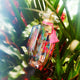 Victoria's Secret Very Sexy Now woda perfumowana spray 100ml