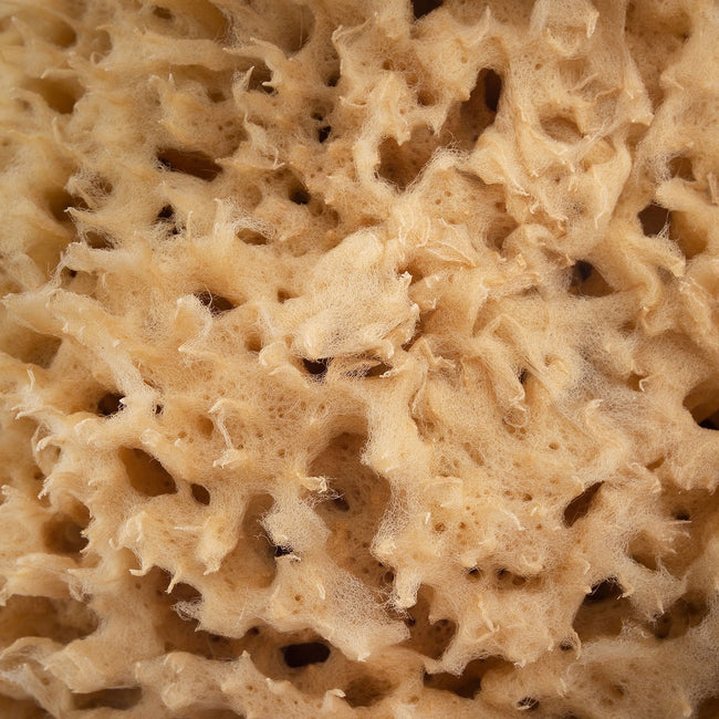 HHUUMM Naturalna gąbka morska O1F 12.5cm Brązowa